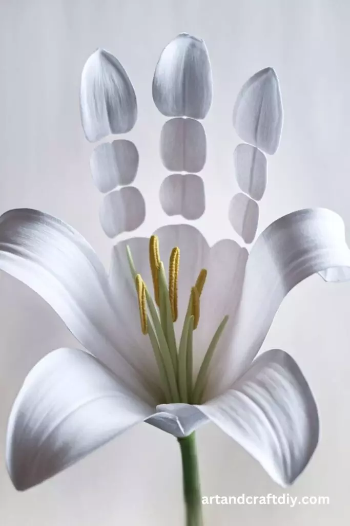 Classic White Handprint Lily